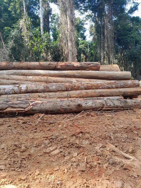 Hardwood Timber - Image 4